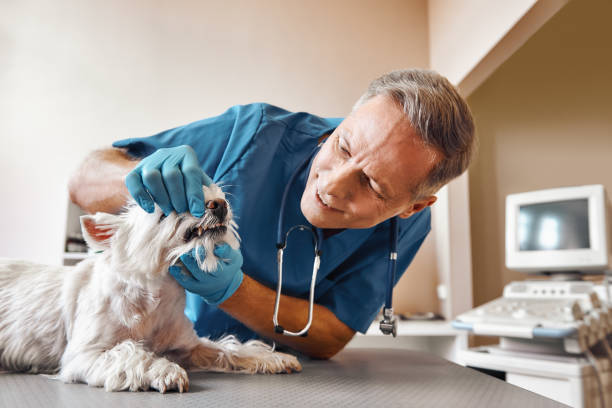 Best 24-Hour Emergency Dentist  in Fox Farm College, WY